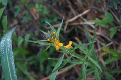 Erysimum amurense