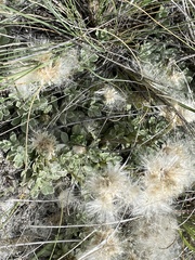 Townsendia hookeri