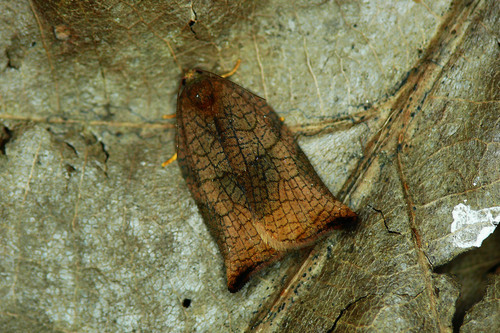 Large Fruit-tree Tortrix, photo 4 of 8