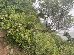 Rhododendron micranthum