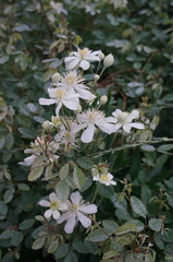 Clematis hexapetala
