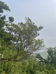 Rhododendron micranthum