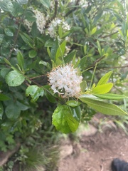 Rhododendron micranthum