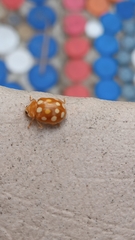 Calvia quindecimguttata