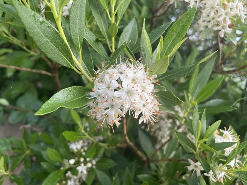 Rhododendron micranthum Turcz.