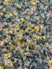 Acmispon decumbens decumbens