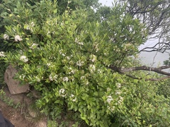 Rhododendron micranthum