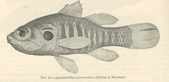 Barred Cardinalfish photo 2