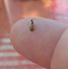 Campyloneura virgula