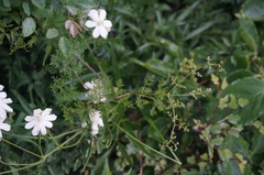 Clematis aethusifolia