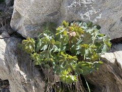 Aquilegia pubescens