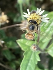 Apis mellifera