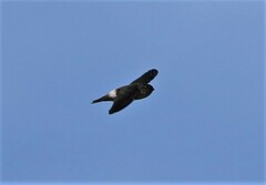 Aerodramus spodiopygius assimilis