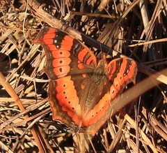 Precis ceryne ceryne