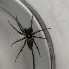 Textrix denticulata