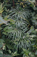 Syneilesis aconitifolia