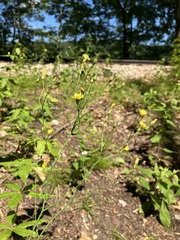 Hieracium paniculatum