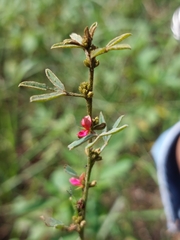 Indigofera trifoliata glandulifera