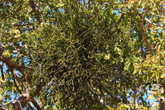 Viscum combreticola