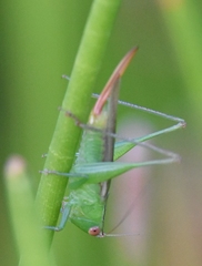 Conocephalus cinereus