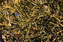 Viscum combreticola