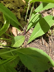 Hieracium paniculatum