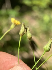 Hieracium paniculatum