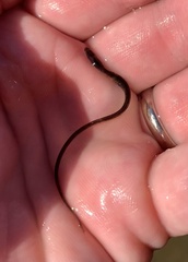 Anguilla rostrata