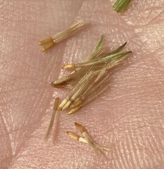 Hieracium paniculatum