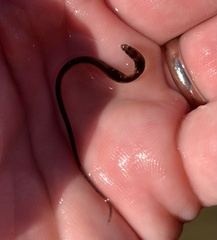 Anguilla rostrata