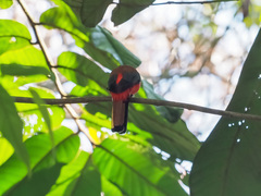 Harpactes duvaucelii