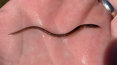 Anguilla rostrata