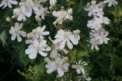 Clematis hexapetala