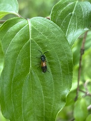 Arge cyanocrocea