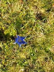 Gentiana acaulis