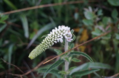 Lysimachia barystachys