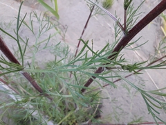 Artemisia commutata