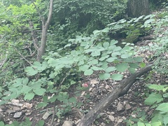 Celtis koraiensis