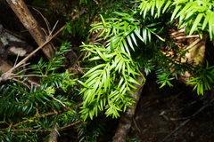 Saxegothaea conspicua