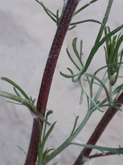 Artemisia commutata
