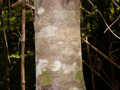 Saxegothaea conspicua