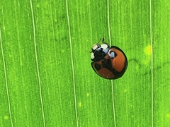 Coelophora biplagiata