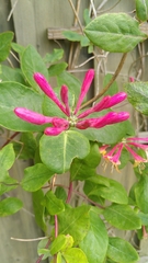 Lonicera caprifolium
