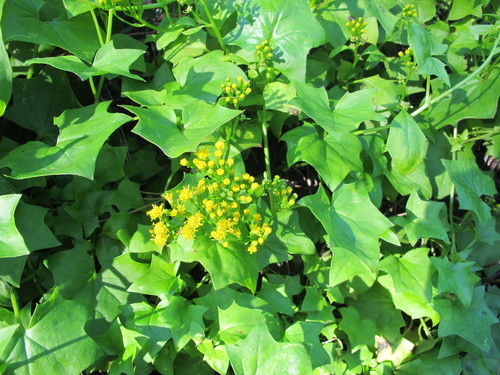 Cape-ivy (Guide to Cambria's Invasive Weeds) · iNaturalist