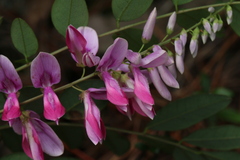 Indigofera venulosa