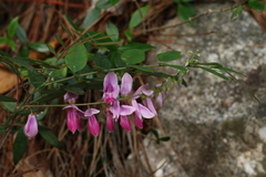 Indigofera venulosa