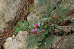 Indigofera venulosa