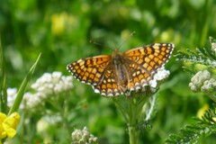 Melitaea deione