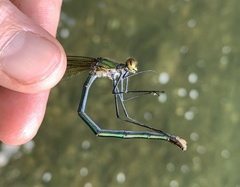 Calopteryx angustipennis