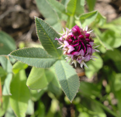 Trifolium longipes